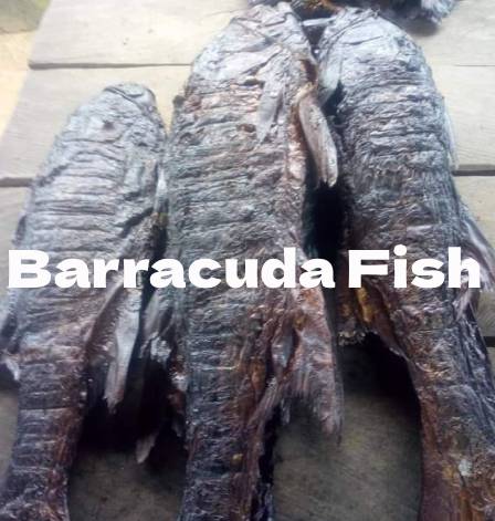 janelstores.com-barracuda_fish