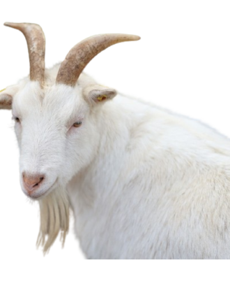 janelstores.com-full_female_goat