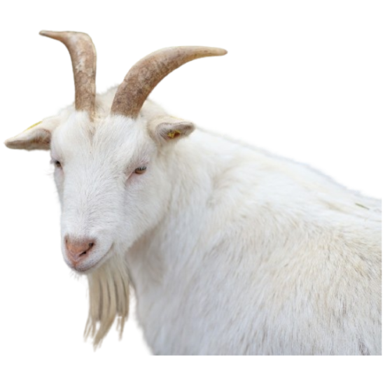 janelstores.com-full_female_goat