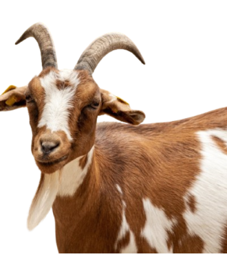 janelstores.com-full_male_goat