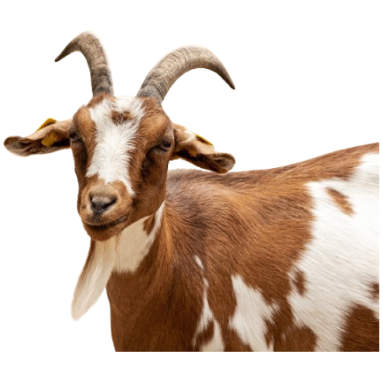 janelstores.com-full_male_goat